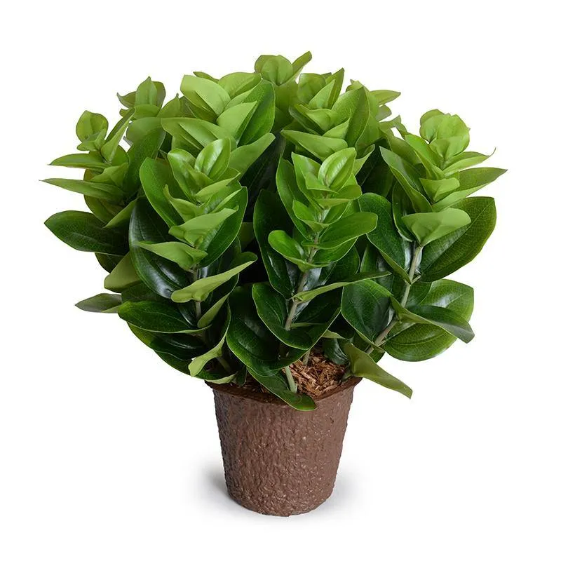 Peperomia Plant