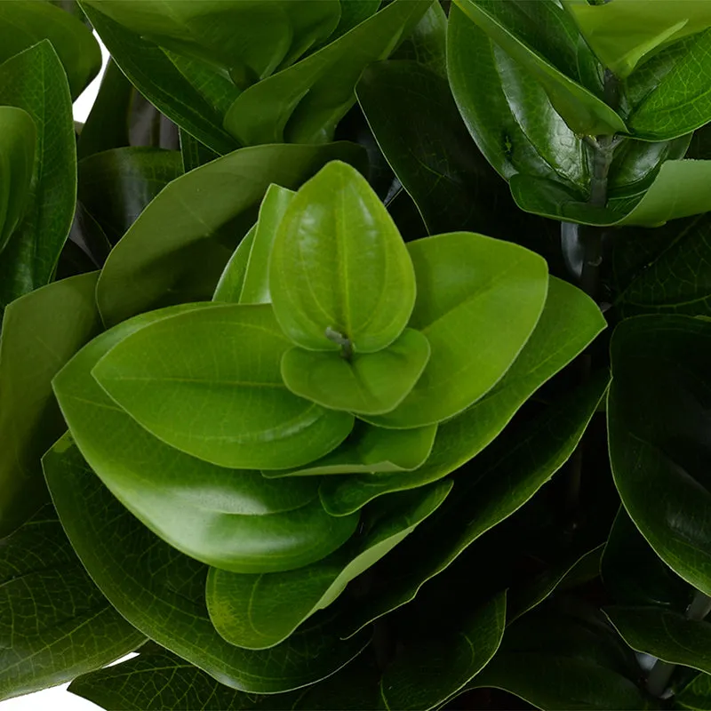 Peperomia Plant