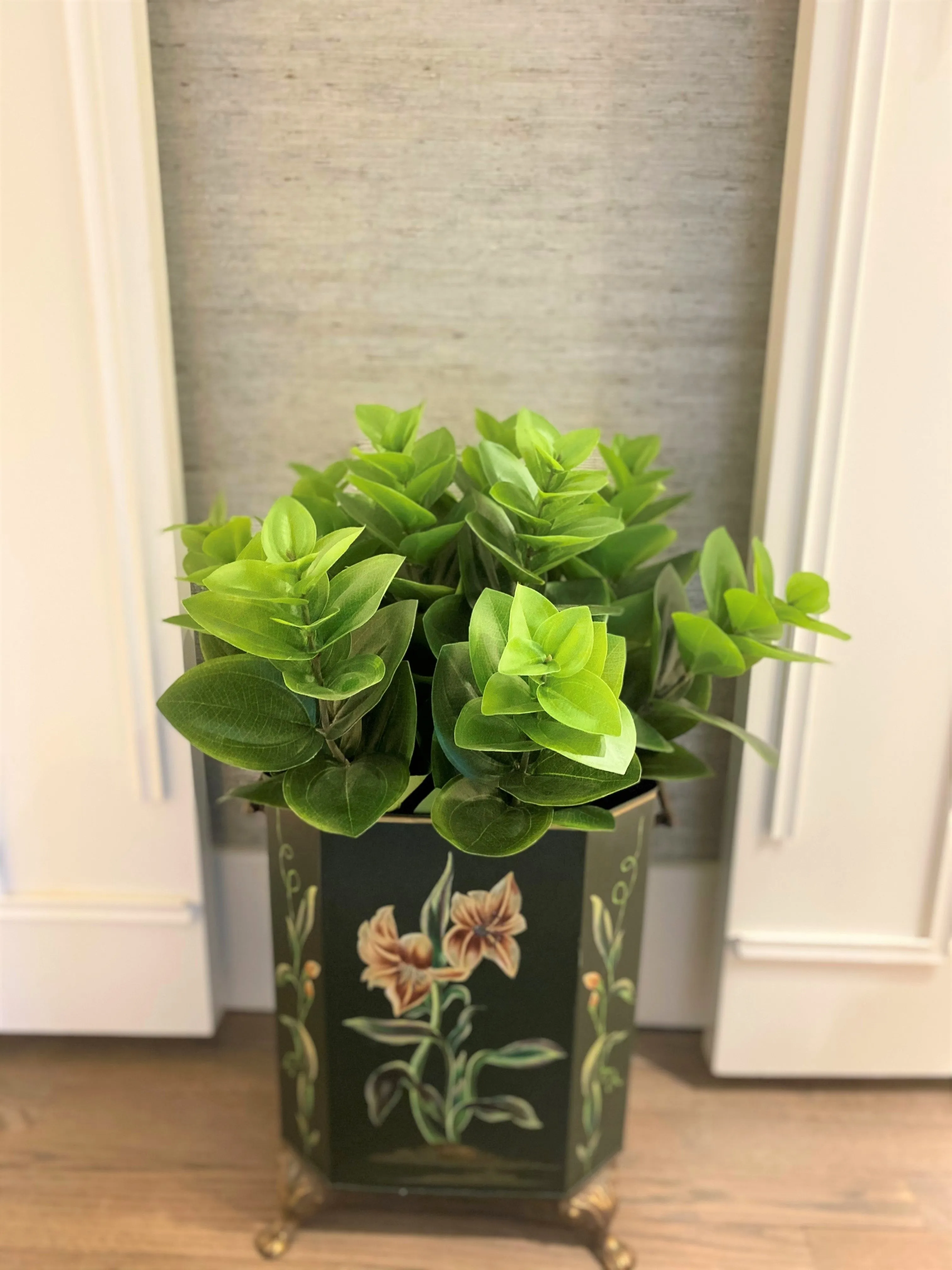 Peperomia Plant