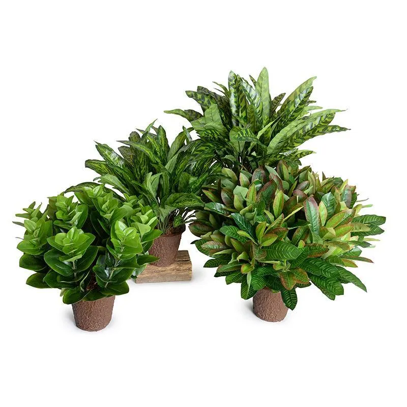 Peperomia Plant