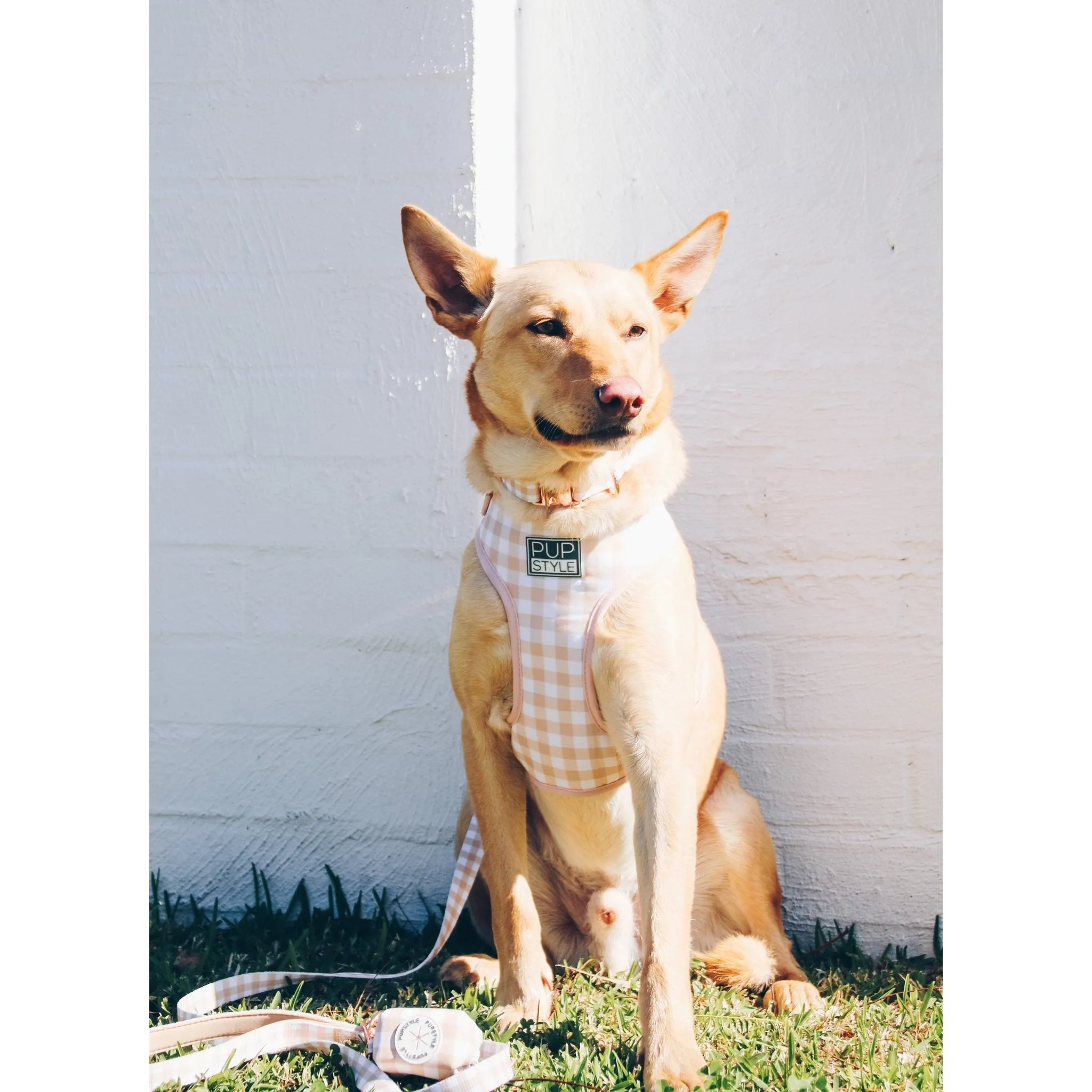 Pupstyle Suburban Creme Brulee Dog Collar Large